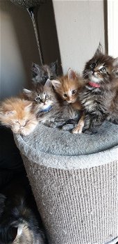 prachtige Maine-Coon kittens - 1