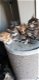 prachtige Maine-Coon kittens - 1 - Thumbnail