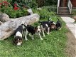 Prachtige Beagle Pups - 0 - Thumbnail
