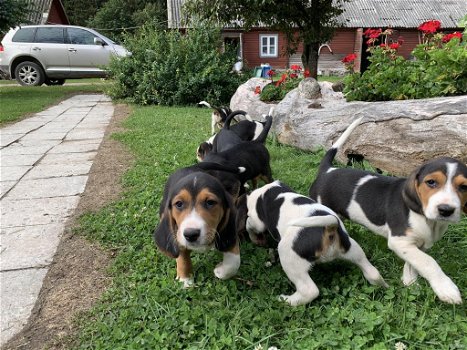 Prachtige Beagle Pups - 1