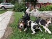 Prachtige Beagle Pups - 1 - Thumbnail
