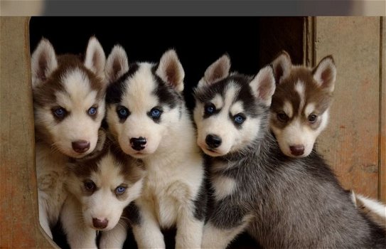 Kwaliteit mannelijke en vrouwelijke Siberische Husky-pups - 0