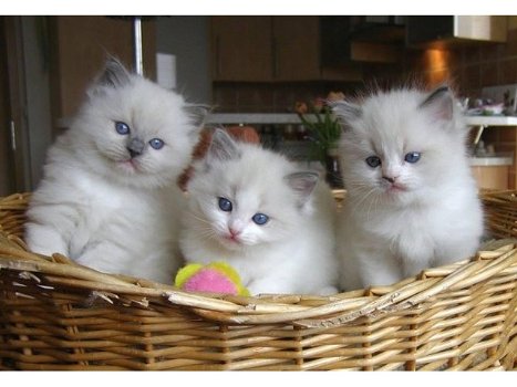 lieve Ragdoll Kittens - 0