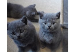 Mooie Britse korthaar kittens - 0