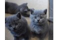 Mooie Britse korthaar kittens - 0 - Thumbnail