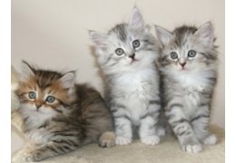 Mooie Siberische kittens beschikbaar - 0
