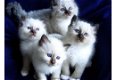 birman kittens beschikbaar voor adoptie reu en poes beschikbaar. - 0 - Thumbnail