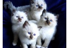 birman kittens beschikbaar voor adoptie reu en poes beschikbaar.  