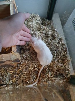 2 handtamme gerbils vrouwtjes incl. Kooi - 0