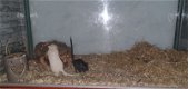 2 handtamme gerbils vrouwtjes incl. Kooi - 4 - Thumbnail