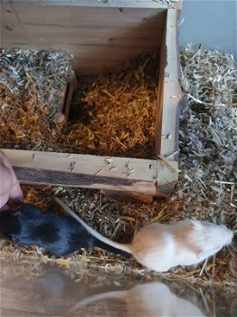 2 handtamme gerbils vrouwtjes incl. Kooi - 5