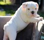 Engelse bulldog pup - 0 - Thumbnail
