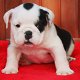 Zoete bulldog-puppy's - 0 - Thumbnail