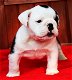 Zoete bulldog-puppy's - 1 - Thumbnail