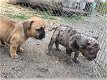 Franse Bulldog pups - 3 - Thumbnail