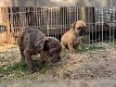 Franse Bulldog pups - 4 - Thumbnail