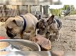 Franse Bulldog pups - 5 - Thumbnail
