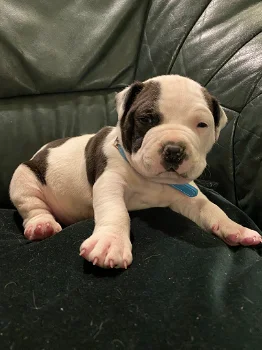 Prachtige American Bully/ Pitbull XXL puppy's - 0