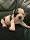 Prachtige American Bully/ Pitbull XXL puppy's - 0 - Thumbnail