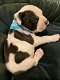 Prachtige American Bully/ Pitbull XXL puppy's - 1 - Thumbnail