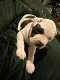Prachtige American Bully/ Pitbull XXL puppy's - 4 - Thumbnail