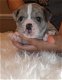 Franse Bulldog-puppy klaar voor een nieuw huis - 1 - Thumbnail