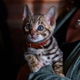 Bengaalse kittens beschikbaar. - 2 - Thumbnail