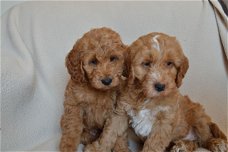 Cockapoo-pups