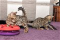 Verbluffende Tica geregistreerde Bengaalse kittens - 0 - Thumbnail