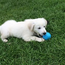  Prachtige Golden Retriever Pups 