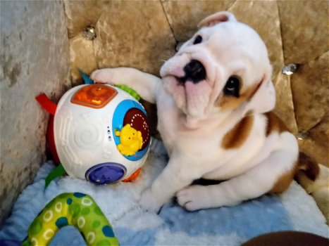 Prachtige Engelse bulldog-puppy's. whatsapp mij: +14847463796 - 0