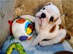 Prachtige Engelse bulldog-puppy's. whatsapp mij: +14847463796 - 0 - Thumbnail