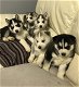 Prachtige blue eyed husky puppy's te koop. . whatsapp mij: +14847463796 - 0 - Thumbnail