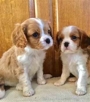Cavalier king charlse puppy - 1