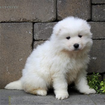 Mooie Samojeed-puppy's - 1