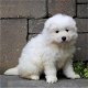 Mooie Samojeed-puppy's - 1 - Thumbnail
