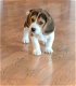 Beagle puppy's - 0 - Thumbnail