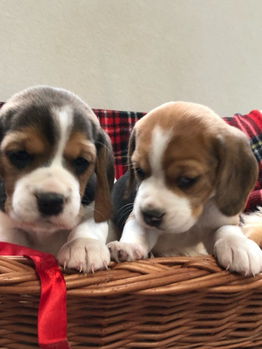 Beagle pups - 0