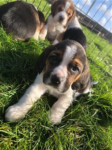 GEWELDIGE BEAGLE PUPPIES