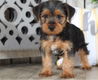 Yorkshire Terrier - 0 - Thumbnail