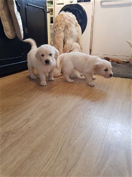 Golden Retriever-pups - 0