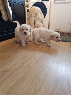 Golden Retriever-pups