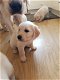 Mooie Golden Retriever-pups - 0 - Thumbnail