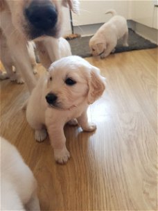 Mooie Golden Retriever-pups