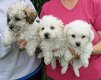 Bichon Frise-puppy's klaar om te gaan - 0 - Thumbnail