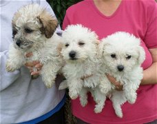 Bichon Frise-puppy's klaar om te gaan