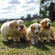 Border Collie pups