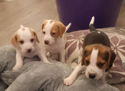 Mooie Beagle Pups Wachten Op Hun Voor Altijd Thuis - 0