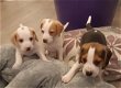 Mooie Beagle Pups Wachten Op Hun Voor Altijd Thuis - 0 - Thumbnail