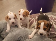 Mooie Beagle Pups Wachten Op Hun Voor Altijd Thuis